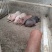 农家野猪肉，