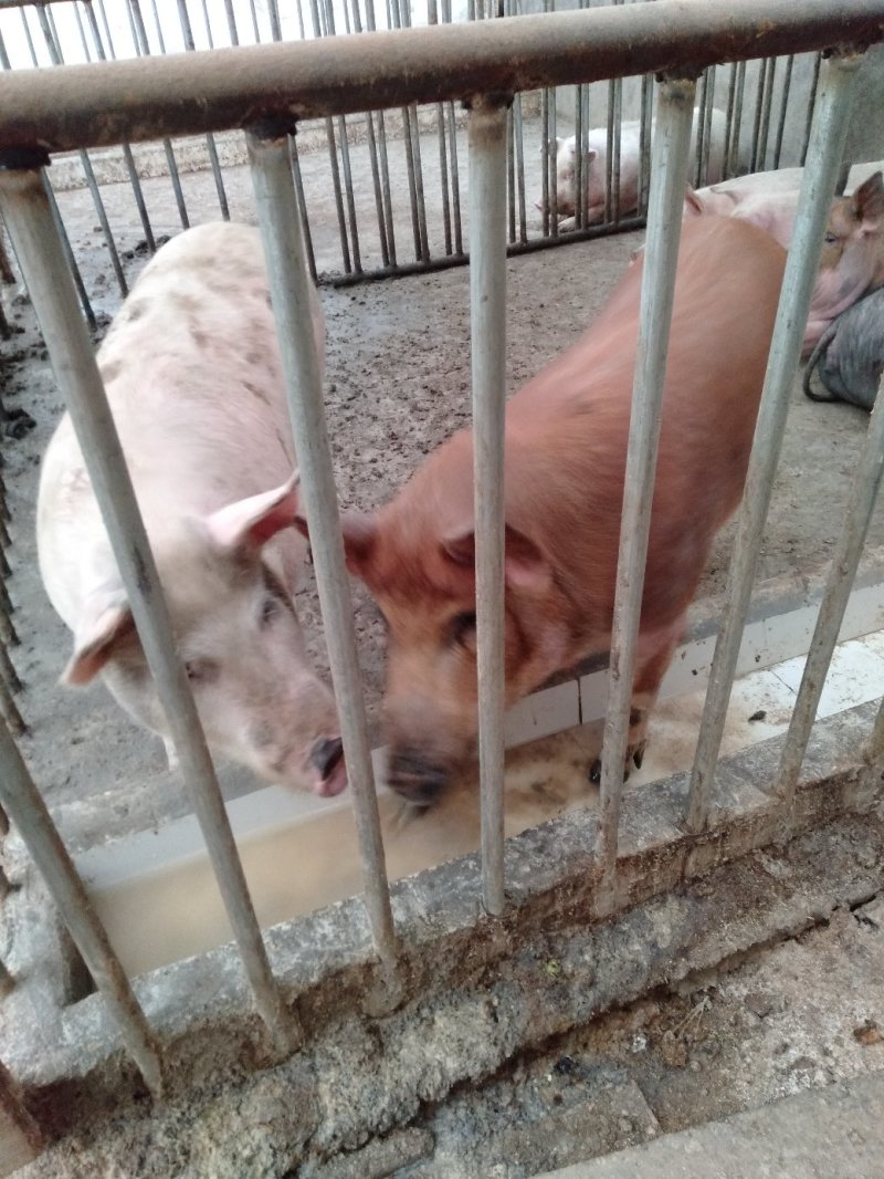 农家野猪肉，