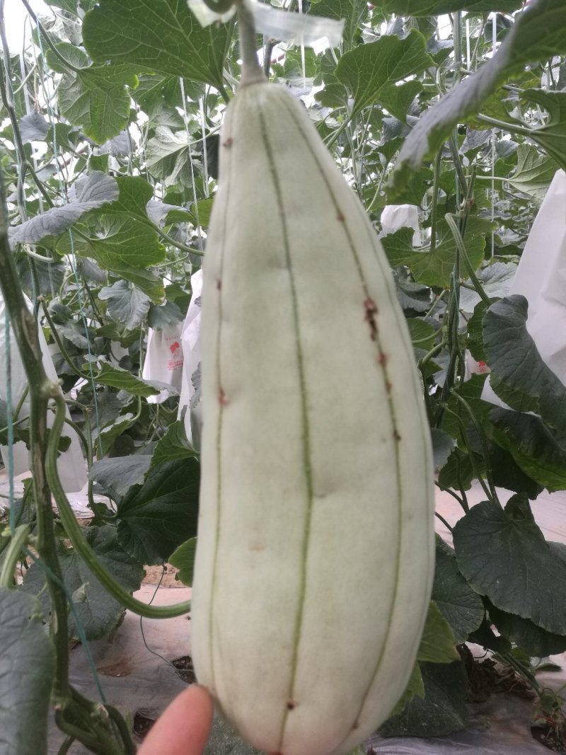 高石脆瓜大量上市