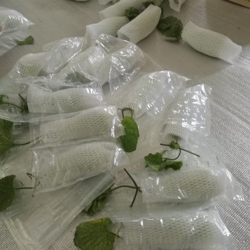 高石脆瓜大量上市