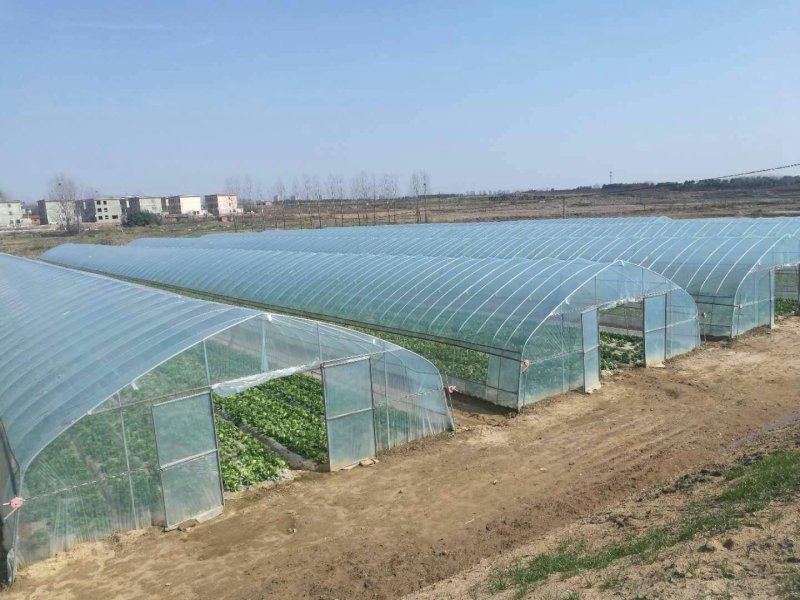 黄瓜大棚西红柿大棚韭菜大棚各种蔬菜大棚厂草莓葡萄