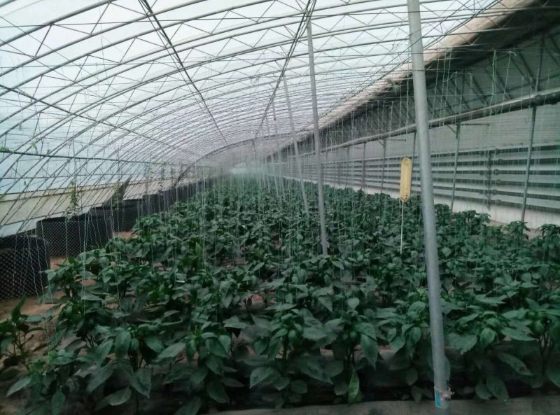 黄瓜大棚西红柿大棚韭菜大棚各种蔬菜大棚厂草莓葡萄