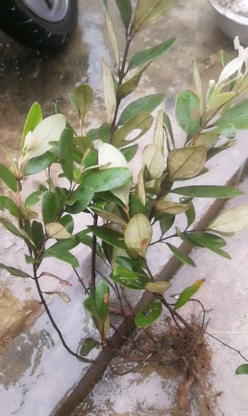 稔子苗，桃金娘