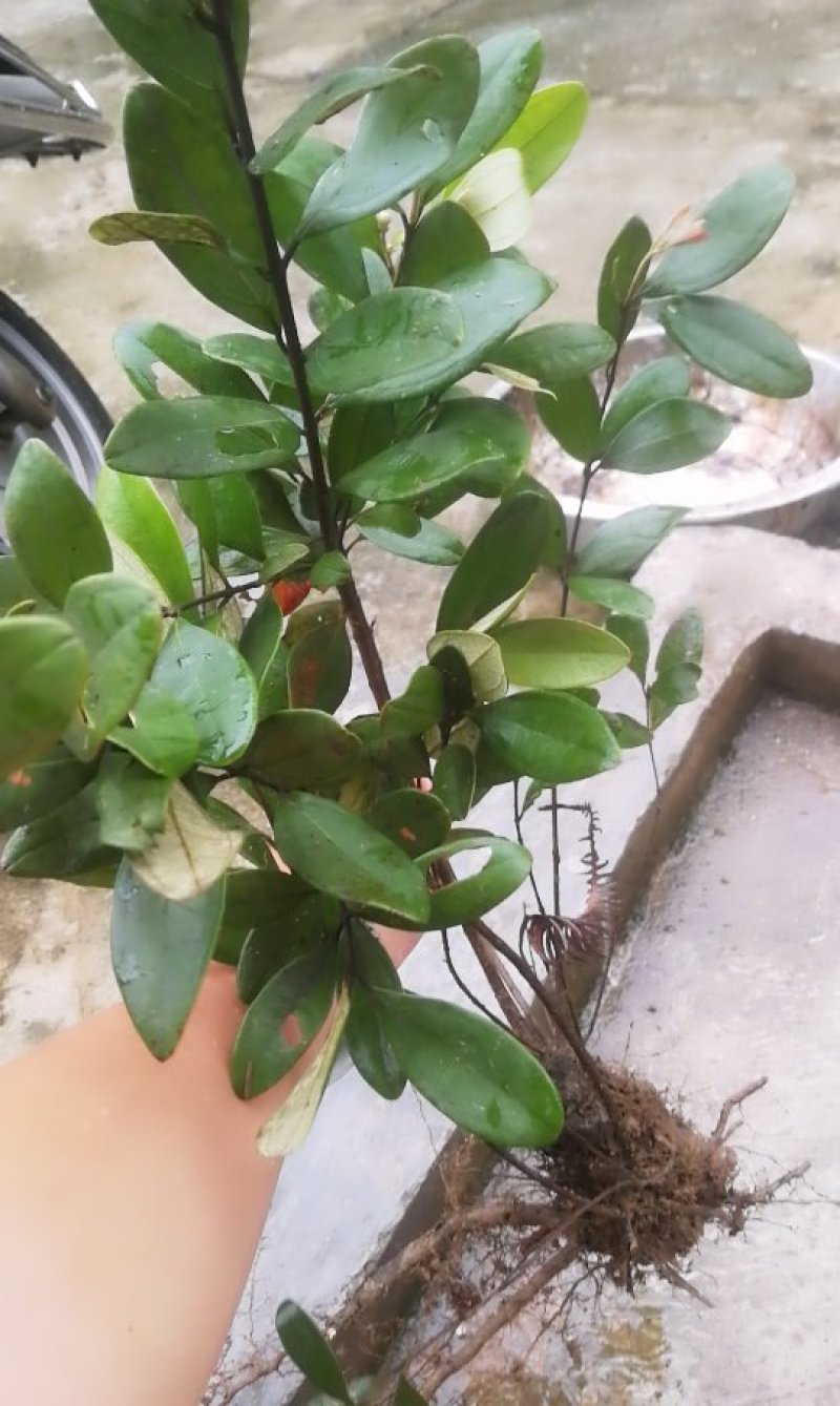 稔子苗，桃金娘