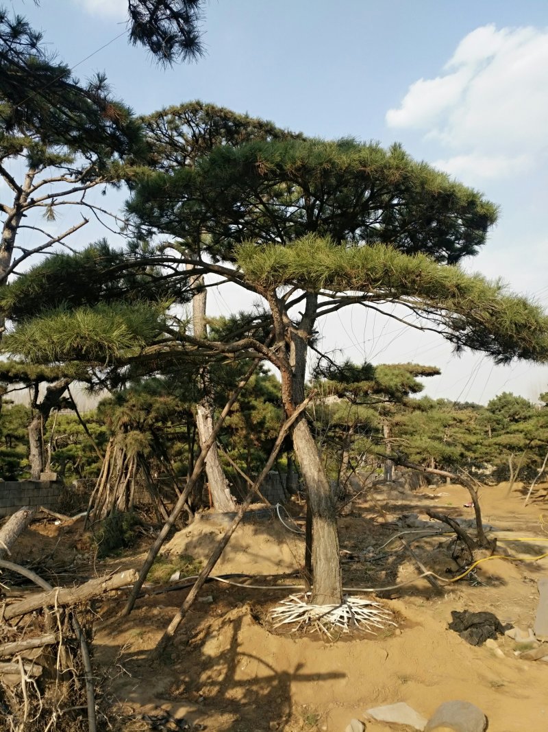 精品油松