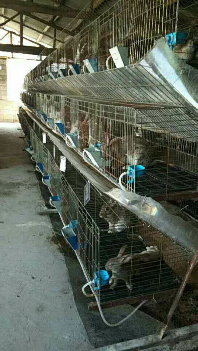 肉兔