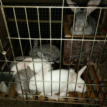 肉兔