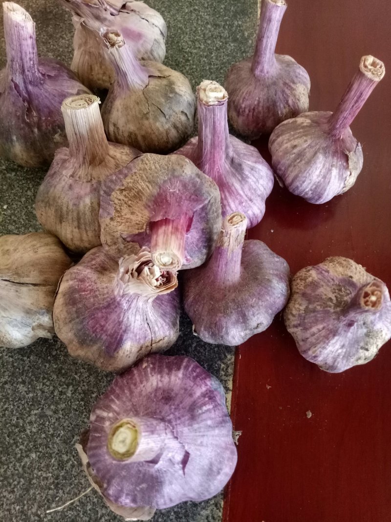 优质高原红白皮紫蒜！红蒜大量上市