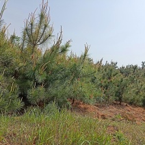 大量供应香樟树，桂花树，楠树，冬青树，黑松，油松黄松松树