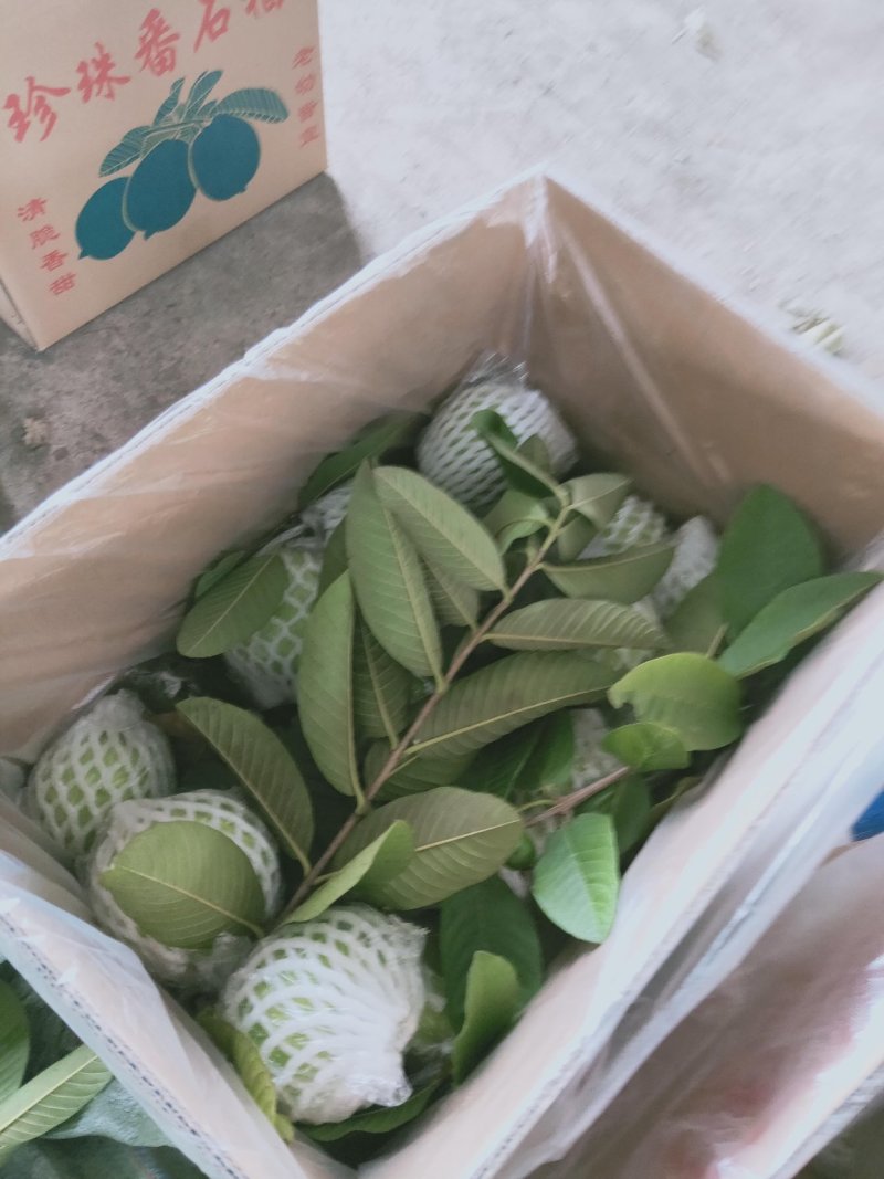珍珠番石榴专业代办