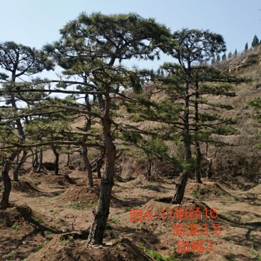 造型松