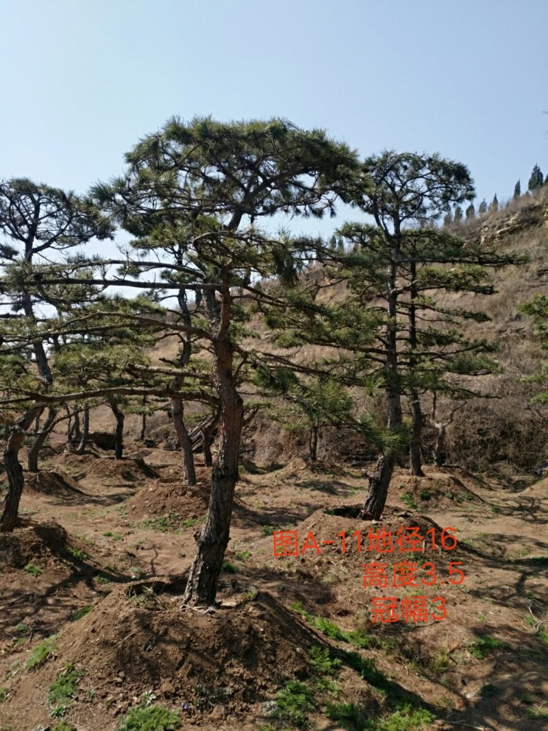 造型松