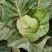 甘蓝(洋白菜)