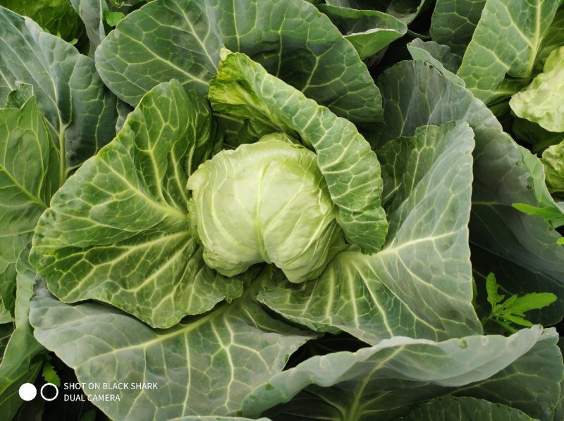 甘蓝(洋白菜)