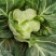 甘蓝(洋白菜)