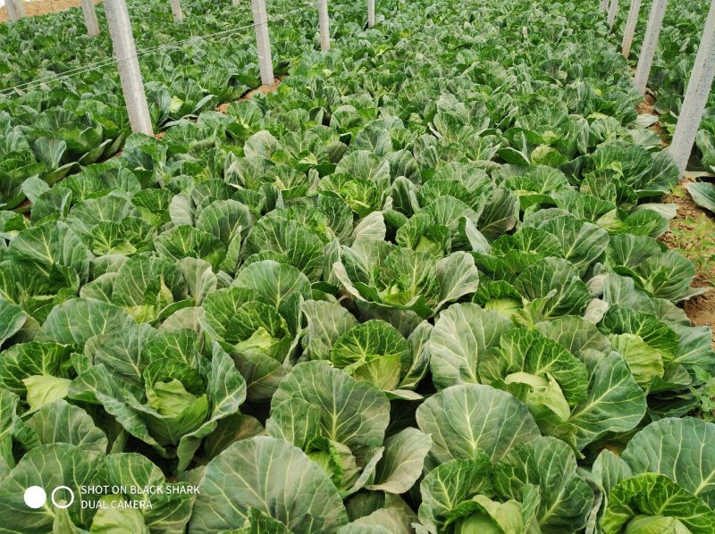 甘蓝(洋白菜)