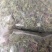 蒲公英6~10cm