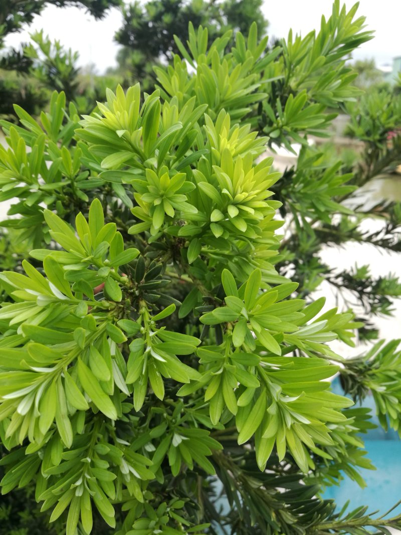 贵妃罗汉松