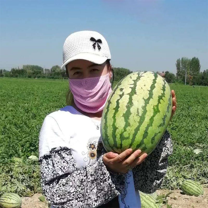 大红瓤金城西瓜种子原装90克包邮