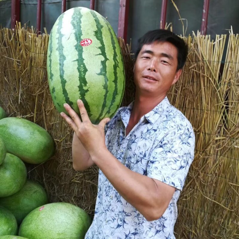 大红瓤金城西瓜种子原装90克包邮