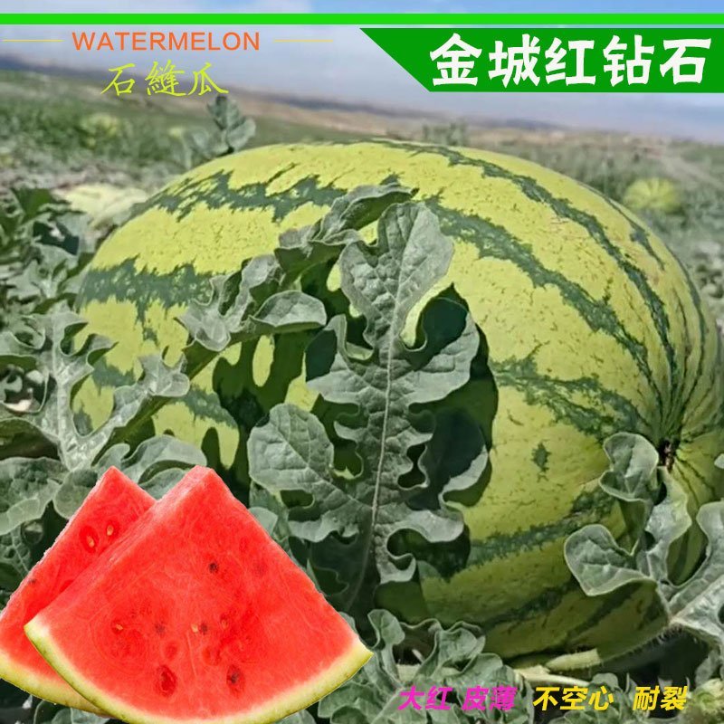 大红瓤金城西瓜种子原装90克包邮