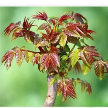 香椿芽