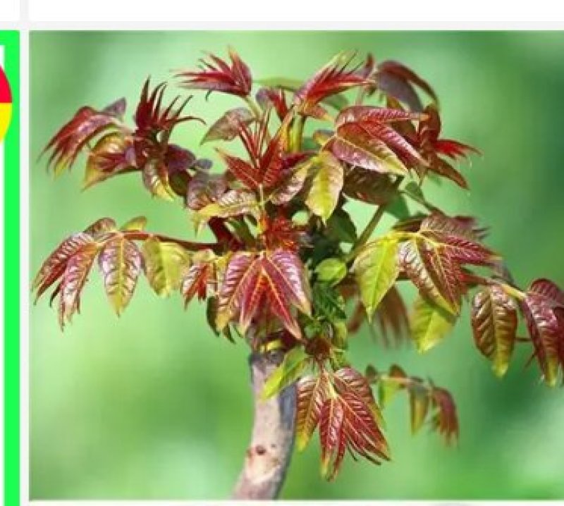 香椿芽