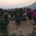 三角梅