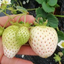 白雪公主草莓种苗