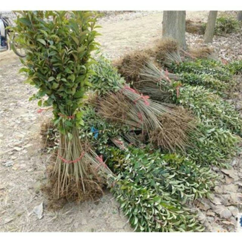 大叶女贞树苗