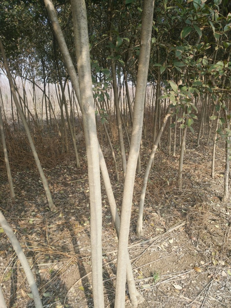 大叶女贞树苗