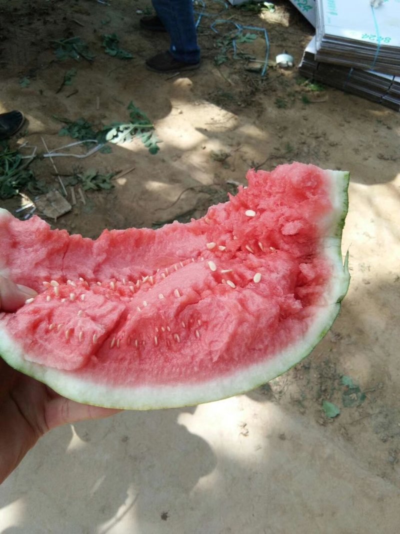 【冠龙西瓜】河南西瓜，冠龙西瓜，植生苗，夏邑西瓜基地