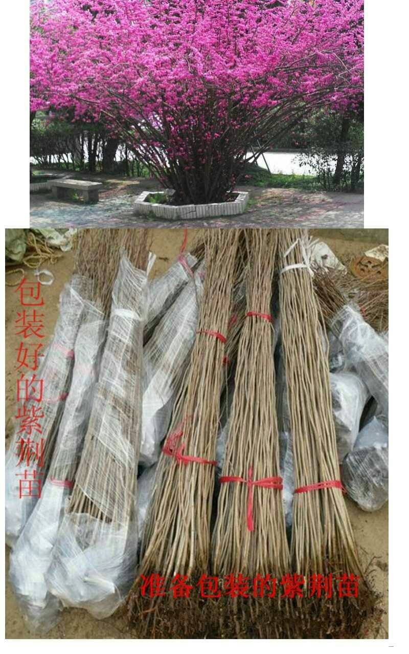 紫荆树苗