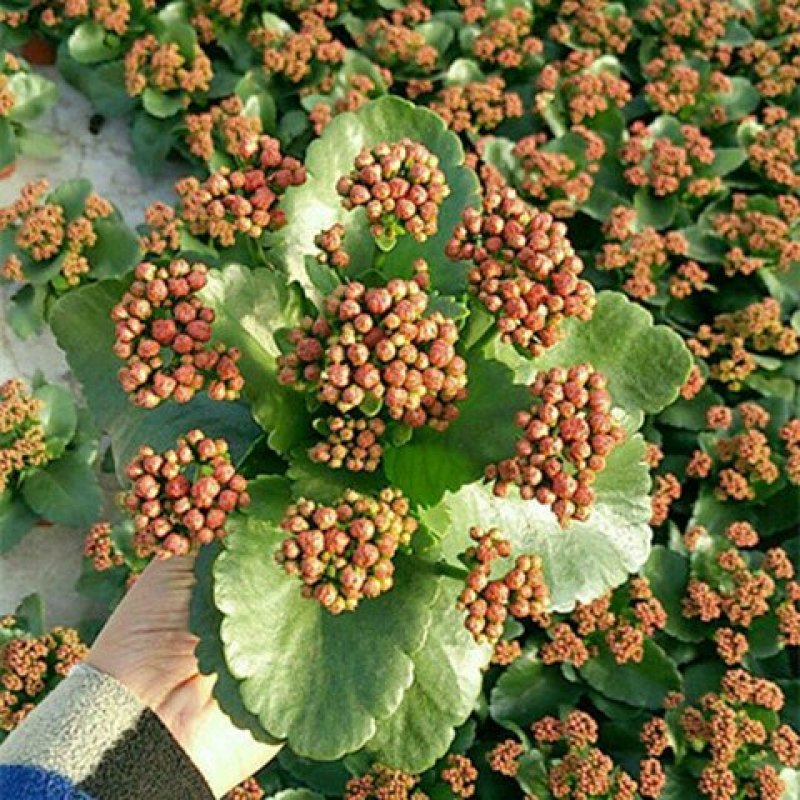 重瓣长寿花盆栽四季开花办公室内桌面客厅绿植