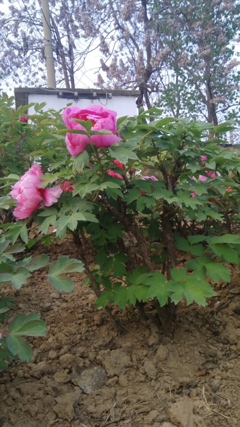 牡丹种植基地观赏牡丹牡丹花独杆牡丹树