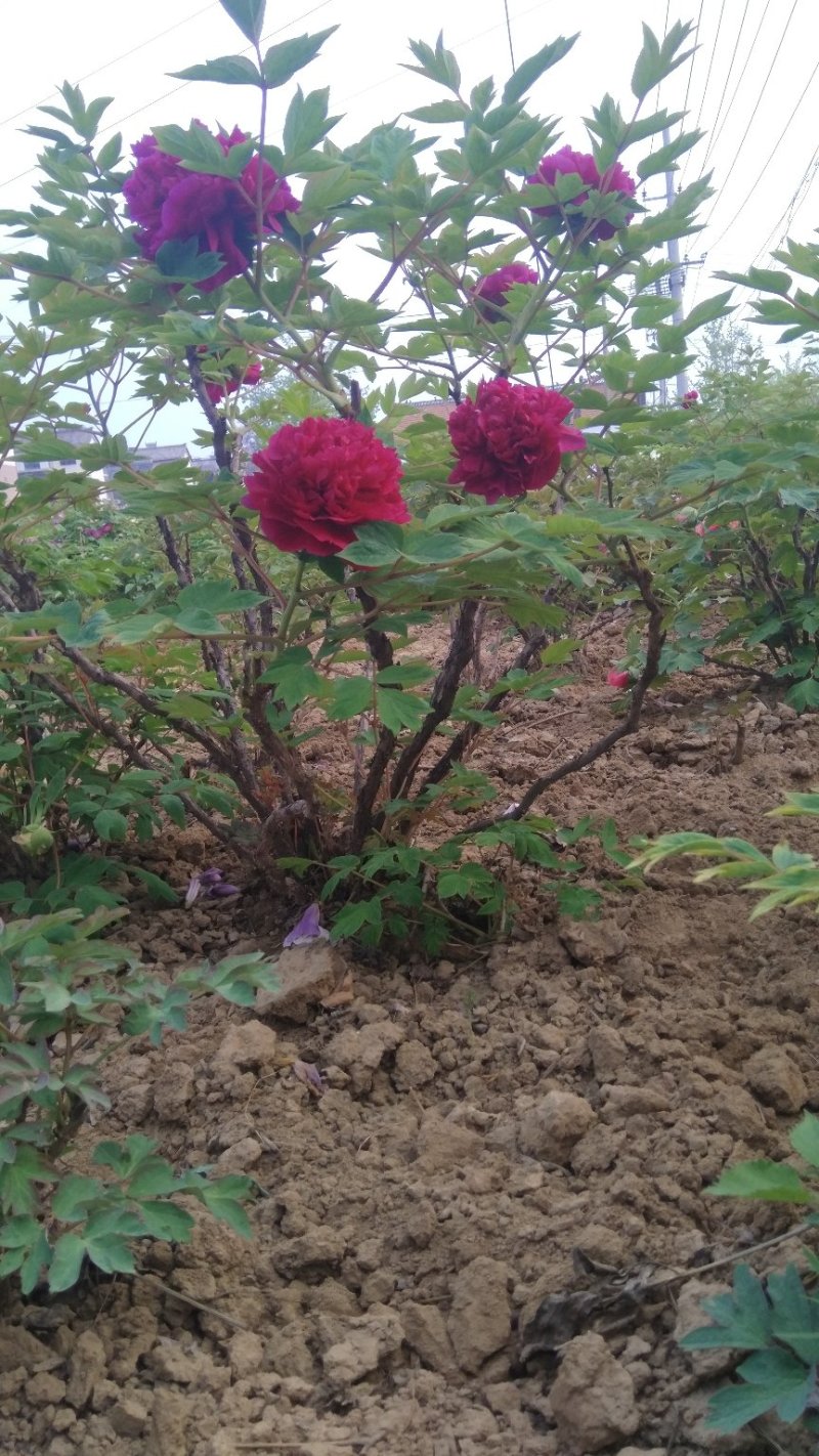 牡丹种植基地观赏牡丹牡丹花独杆牡丹树