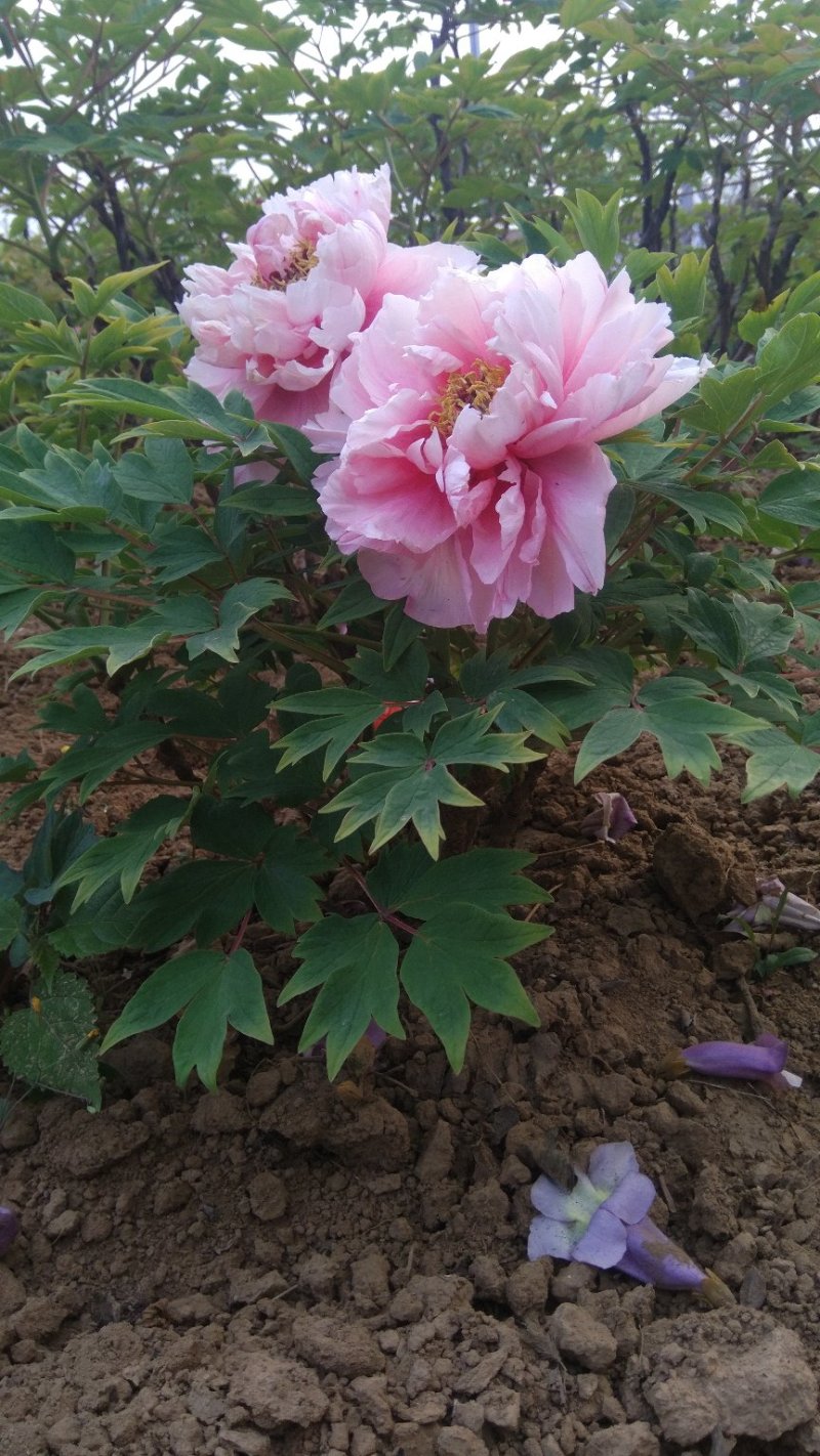 牡丹种植基地观赏牡丹牡丹花独杆牡丹树