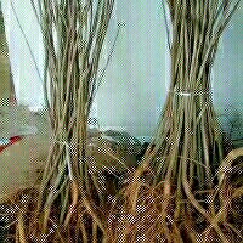 万亩紫惠槐基地直供现要现起欢迎合作来实地考察