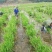 龙茭2号双季茭白苗