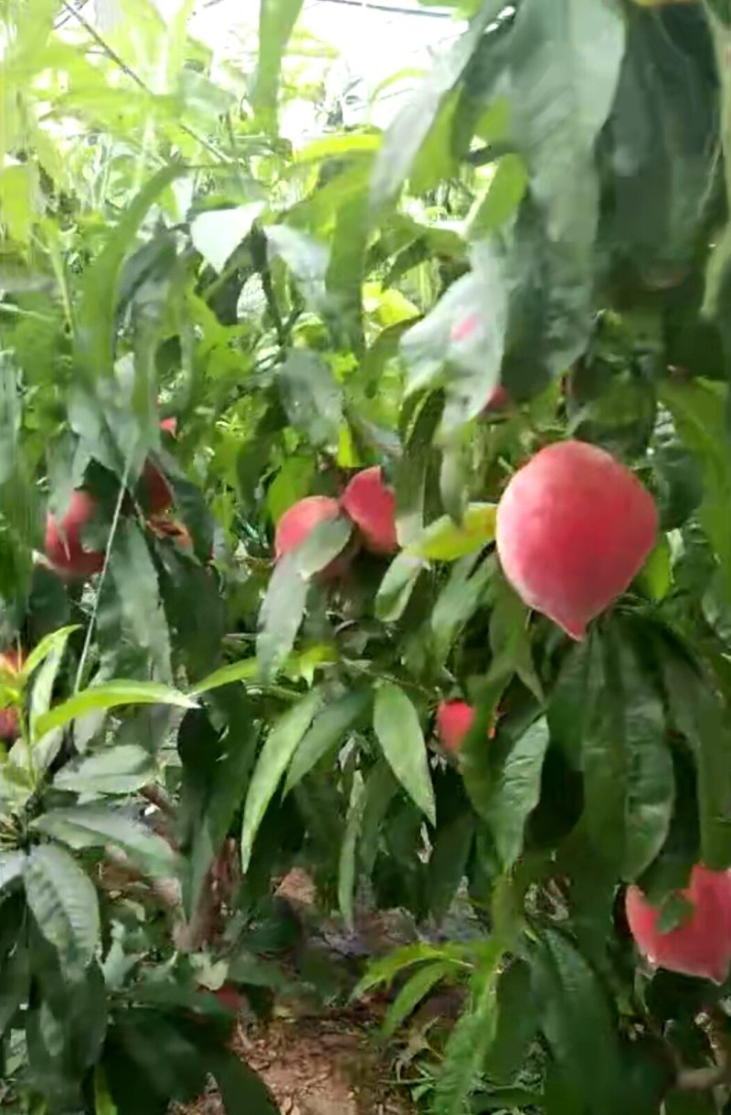 毛桃！山东毛桃双奥红离亥毛桃，北京八号大红桃上市供应