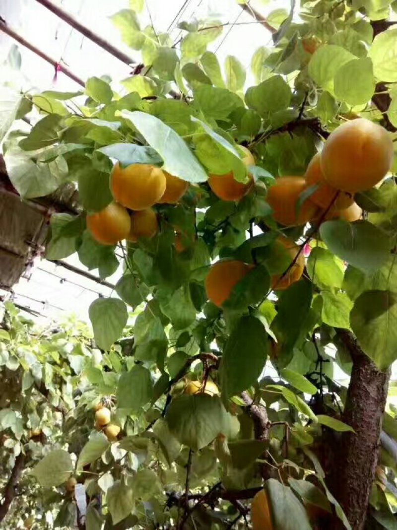 温室冷棚金太阳杏大量上市了,欢迎老板前来看货