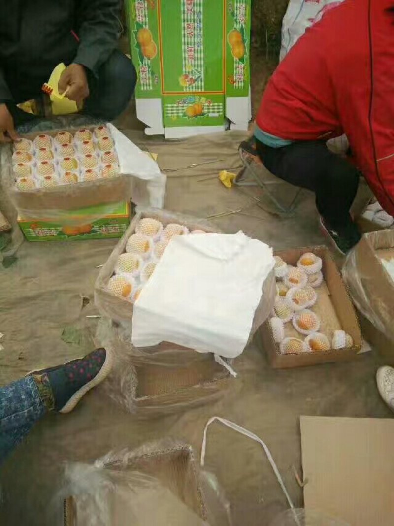 温室冷棚金太阳杏大量上市了,欢迎老板前来看货