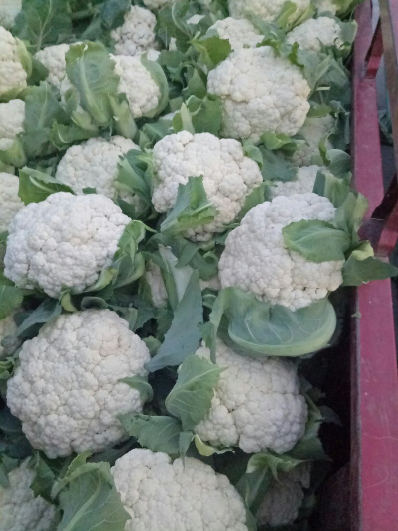 青梗散花，梗青米白实花米白，已上市，货源集中，货量大