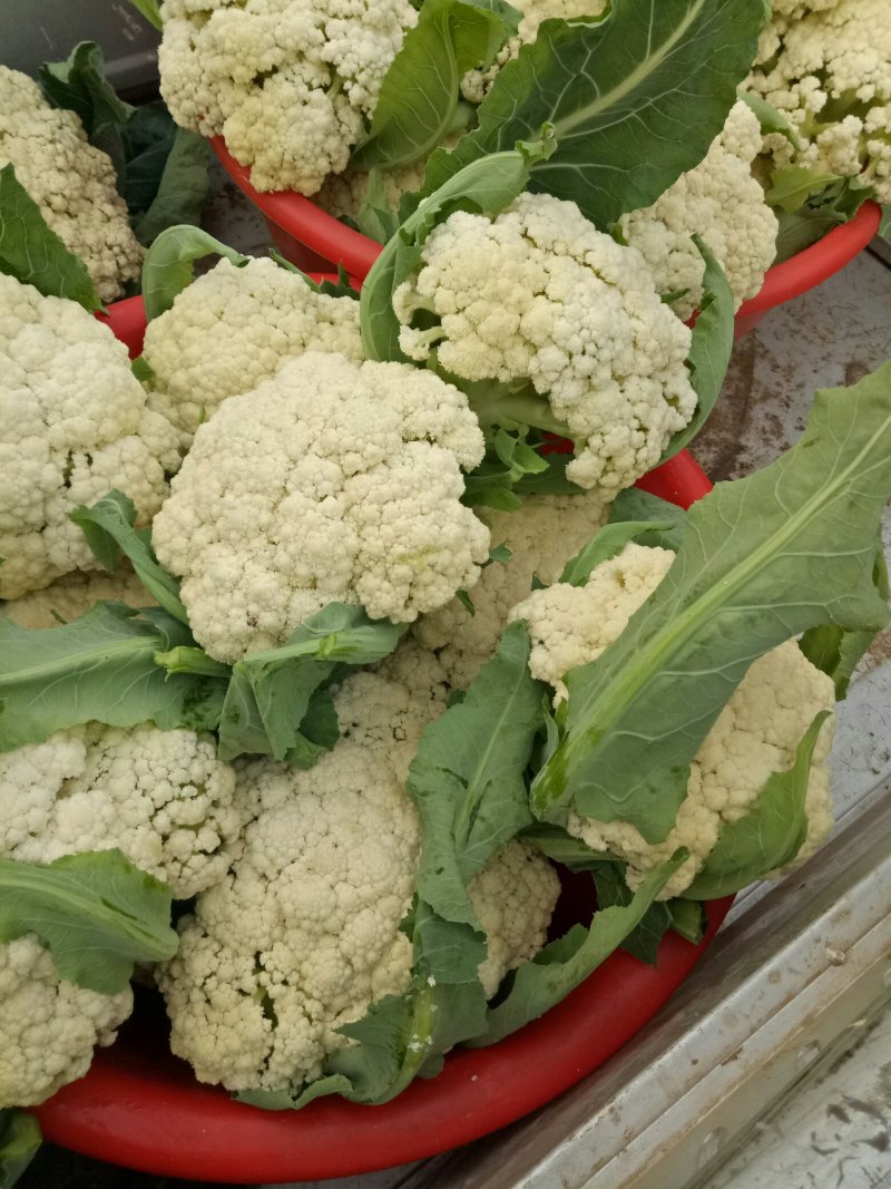 青梗散花，梗青米白实花米白，已上市，货源集中，货量大
