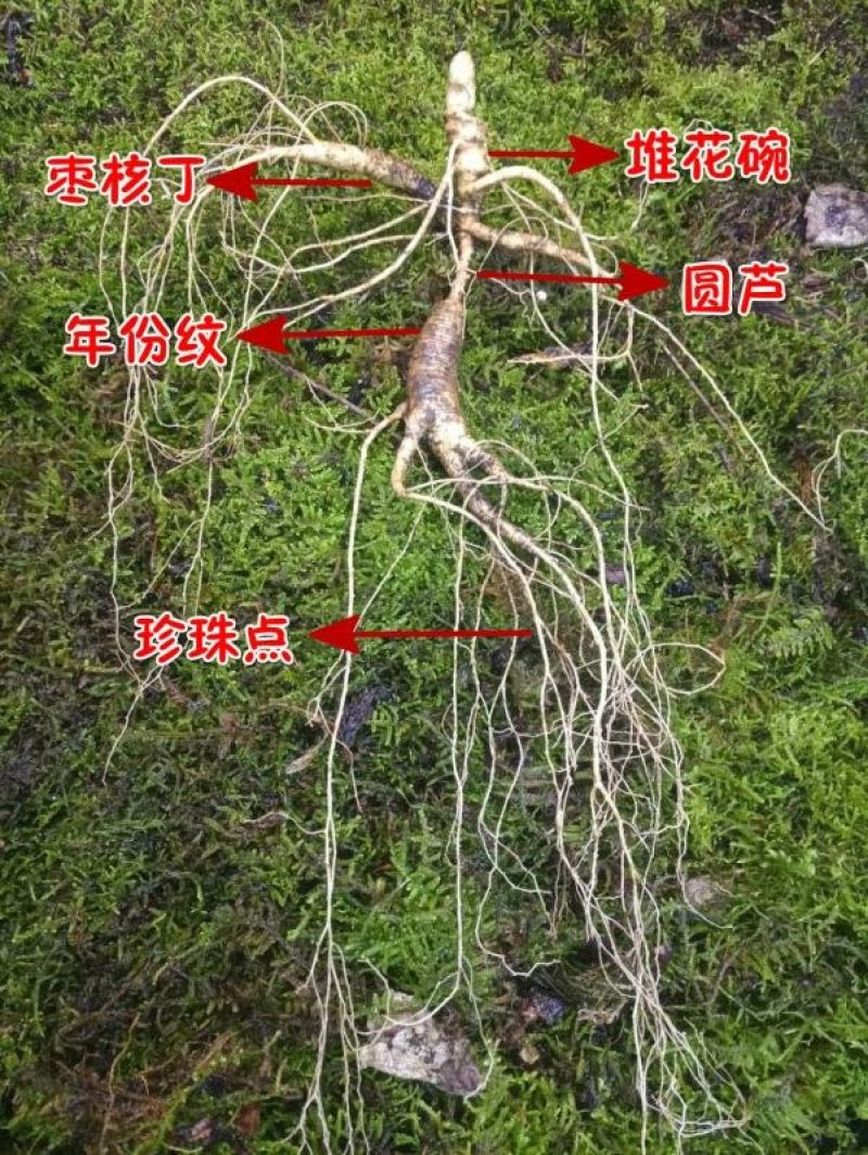 【荐】长白山人参野生山参特等林下参礼盒人参产地包邮