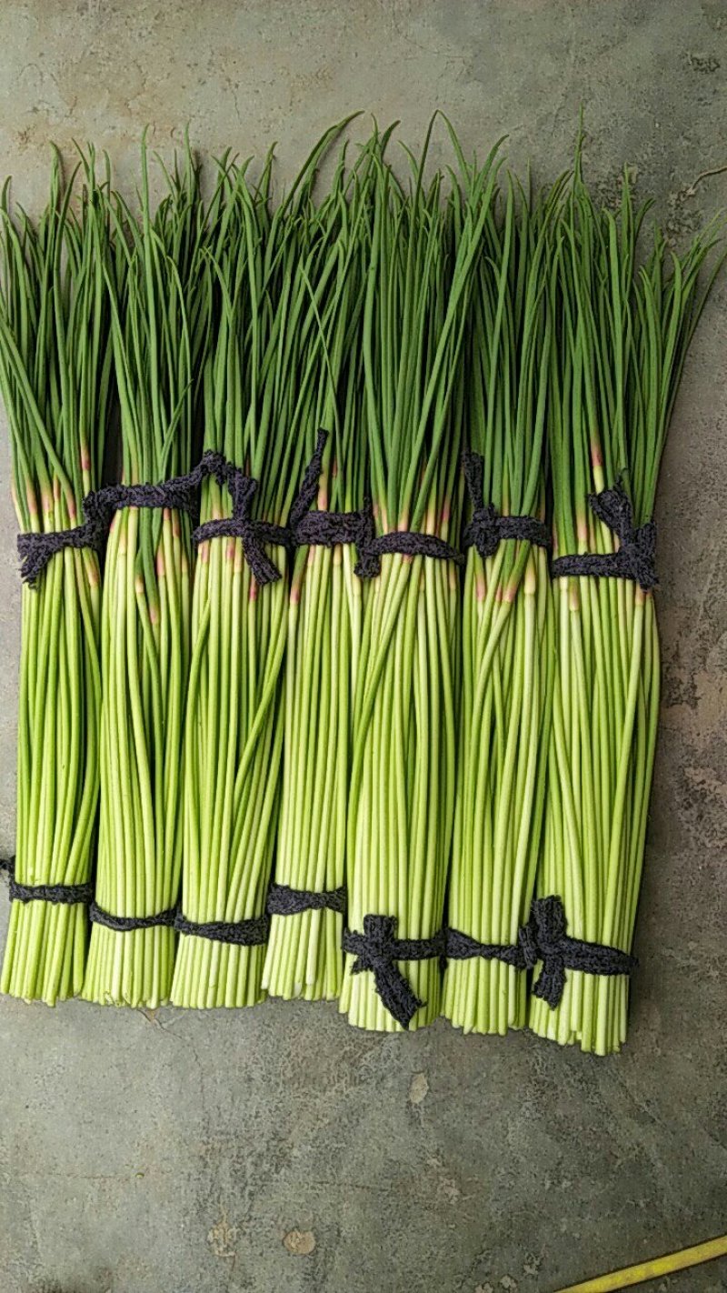杂交蒜薹通货40~50cm