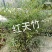 蓝天竹盆景老根树桩红天竹南天竹红天竺兰天竹树桩树头盆景盆