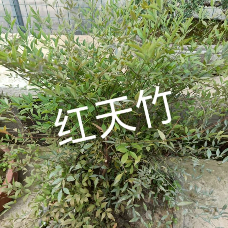 蓝天竹盆景老根树桩红天竹南天竹红天竺兰天竹树桩树头盆景盆