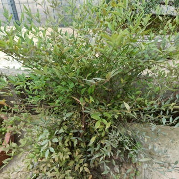 蓝天竹盆景老根树桩红天竹南天竹红天竺兰天竹树桩树头盆景盆
