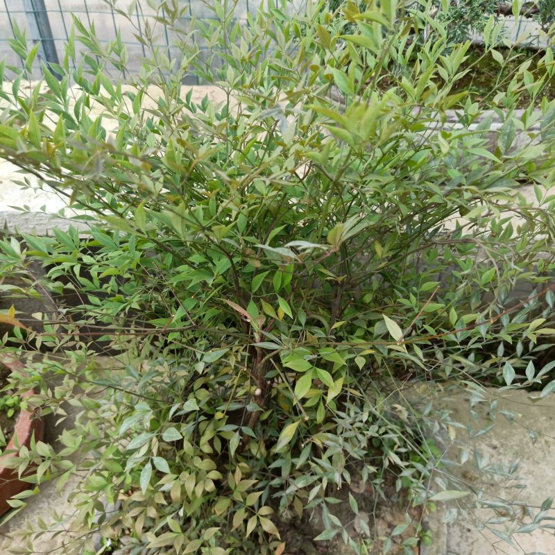 蓝天竹盆景老根树桩红天竹南天竹红天竺兰天竹树桩树头盆景盆